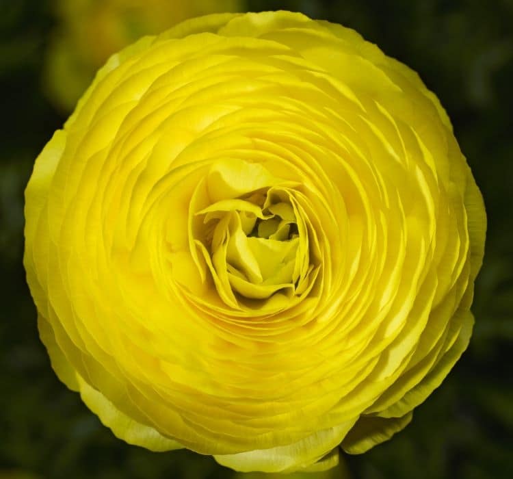 sakayik-sari-2_-cicek-tohumlari-_02.11.2023_aefd8c0