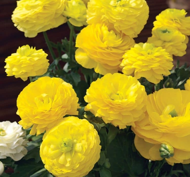 sakayik-sari-3_-cicek-tohumlari-_02.11.2023_411459e