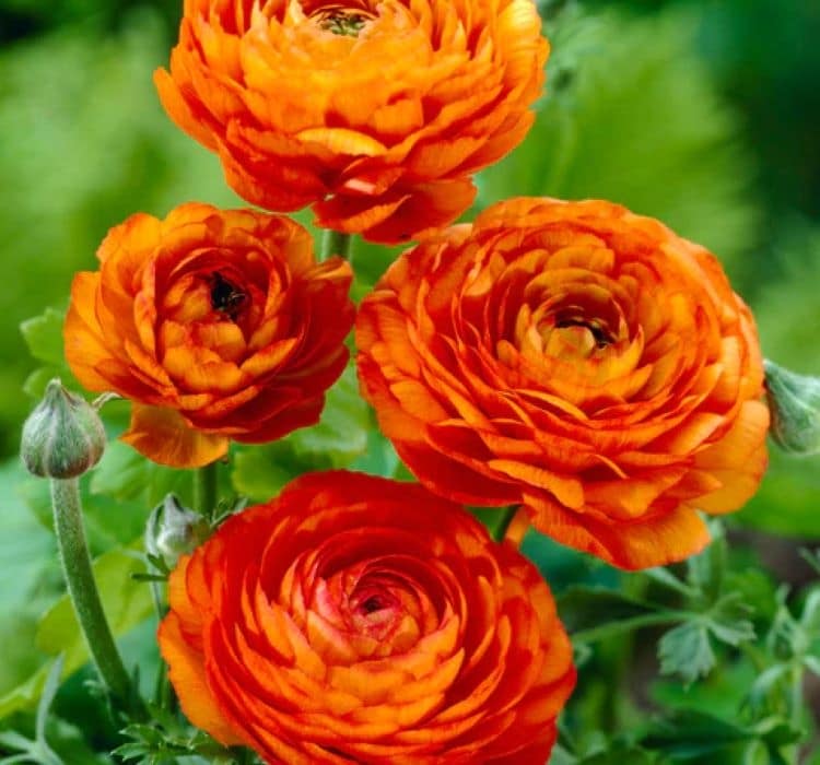 Şakayık Tohumu ( Kalıcı ve Katlı Çiçek ) - Turuncu Renkli - 5 Tohum