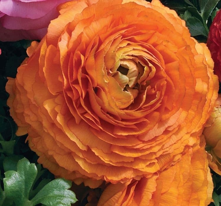 sakayik-turuncu-2_-cicek-tohumlari-_02.11.2023_f94298a