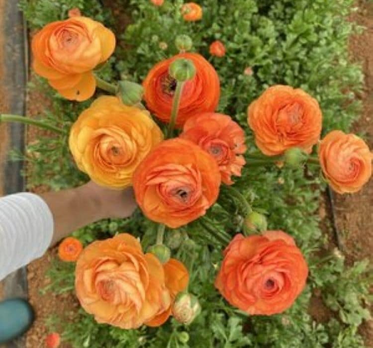 sakayik-turuncu-3_-cicek-tohumlari-_02.11.2023_e9ac9e8