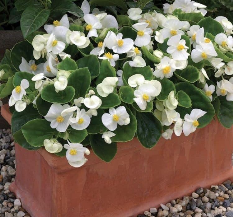 begonya-beyaz-2-cicek-tohumlari-af184d8