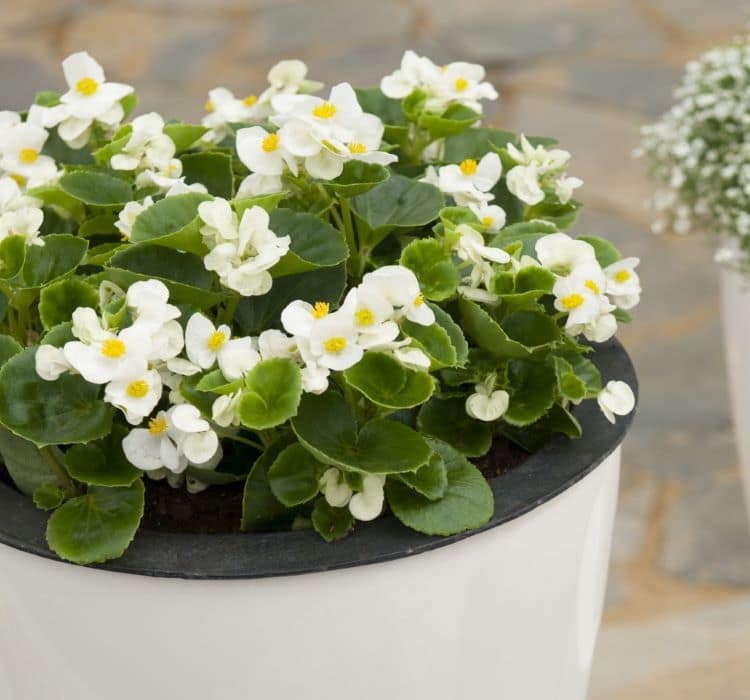 begonya-beyaz-3-cicek-tohumlari-6f8b694