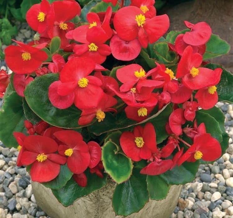 begonya-kirmizi-3-cicek-tohumlari-18c5f3a
