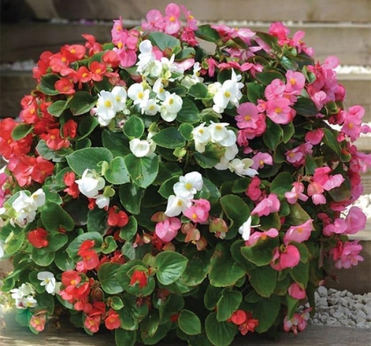 begonya-mix-2-cicek-tohumlari-dd4f5b4