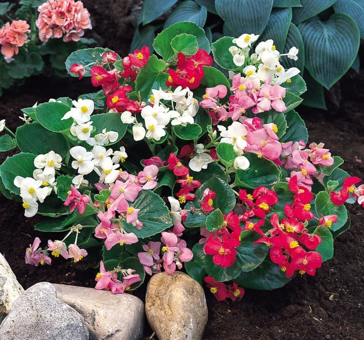 begonya-mix-3-cicek-tohumlari-6ee50a4