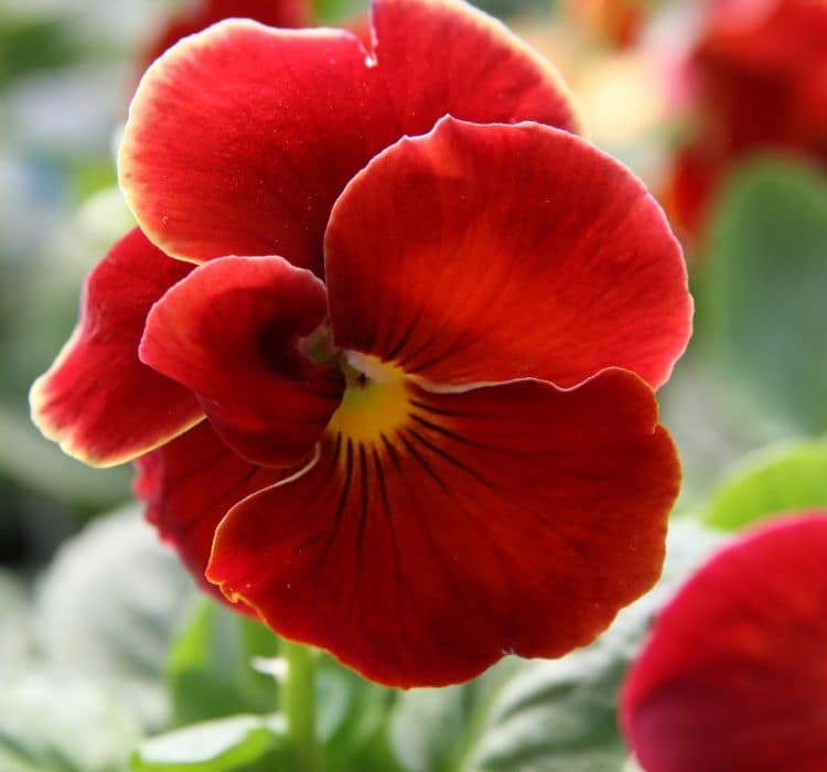 hercai-kirmizi-2-cicek-tohumlari-0fcfd04