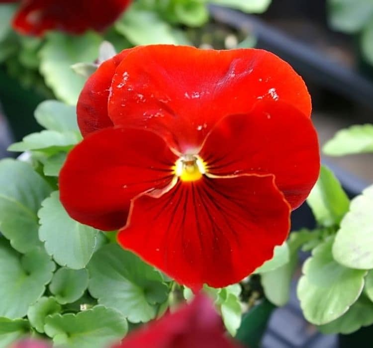 hercai-kirmizi-3-cicek-tohumlari-e22a9cf