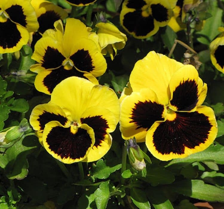 hercai-sari-siyah-2-cicek-tohumlari-a54c8c2