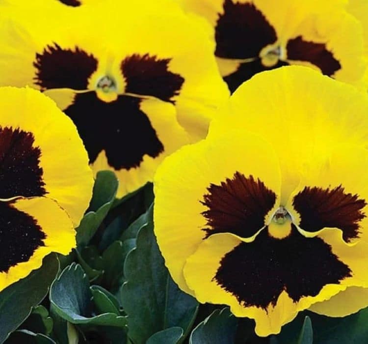 hercai-sari-siyah-3-cicek-tohumlari-7b40e30