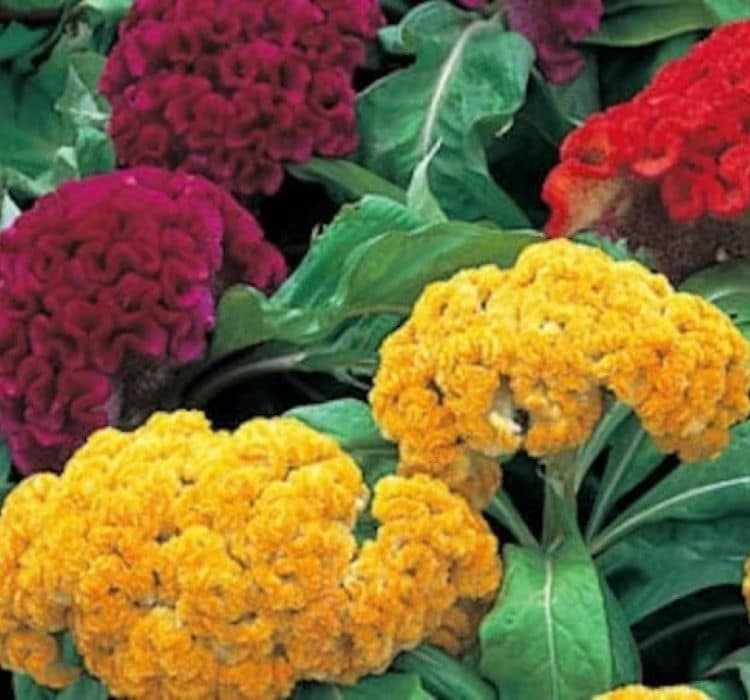 horoz-balta-karisik-2-cicek-tohumlari-c70ca1a