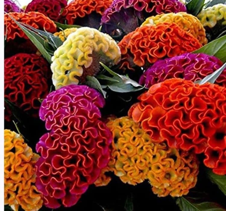 horoz-balta-karisik-3-cicek-tohumlari-4d87c75