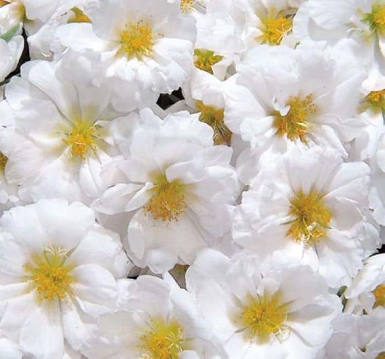 ipek-cicegi-beyaz-2-cicek-tohumlari-be24e51