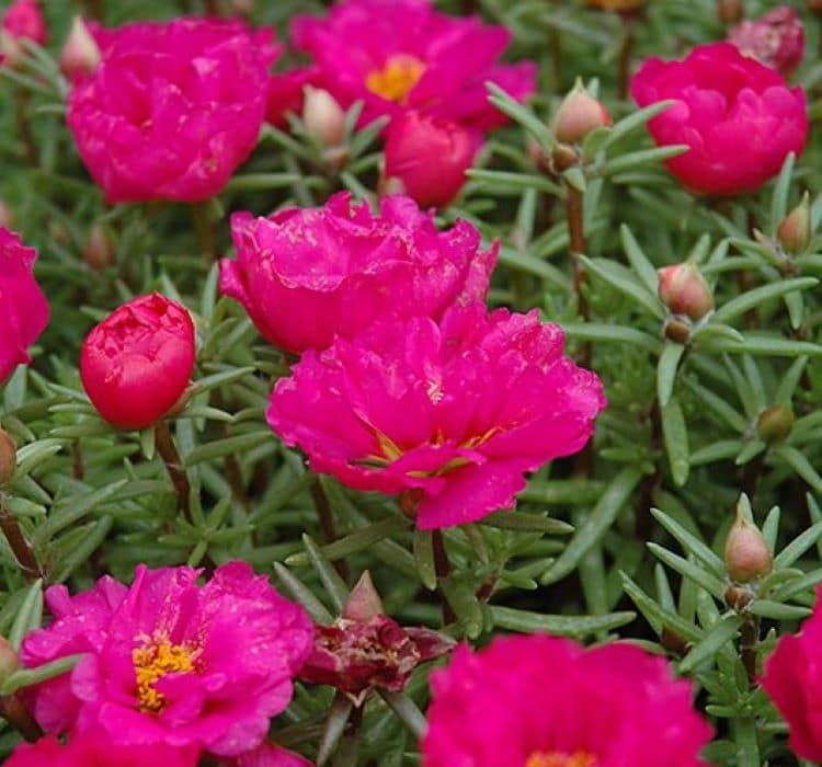 ipek-cicegi-fusya-2-cicek-tohumlari-15f054c