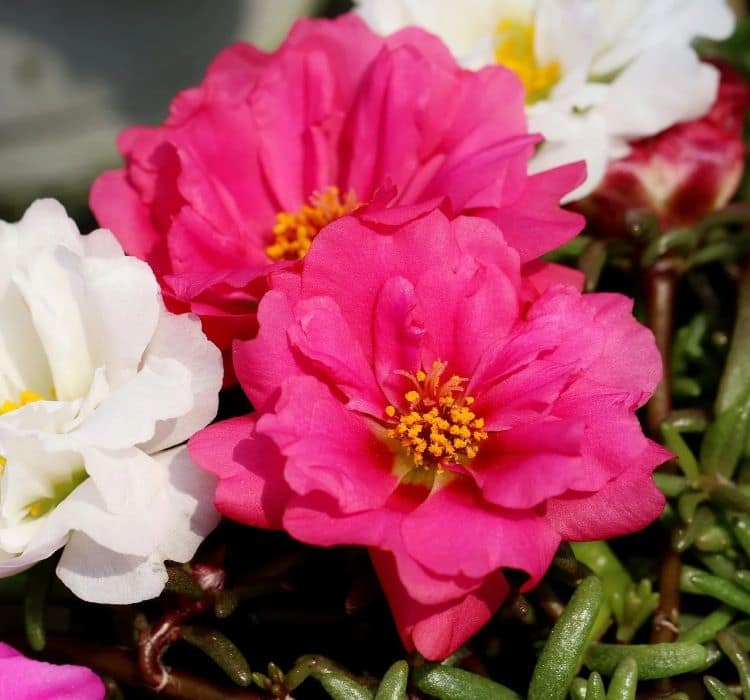 ipek-cicegi-fusya-3-cicek-tohumlari-3a94f29