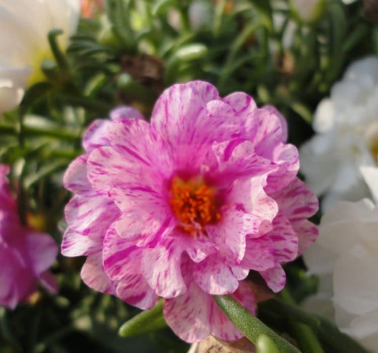 ipek-cicegi-kircilli-2-cicek-tohumlari-f0909de