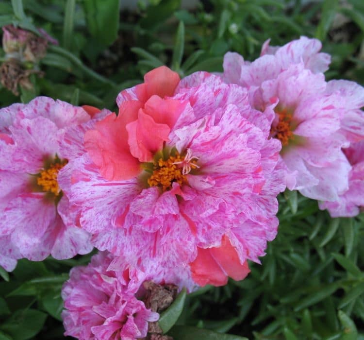 ipek-cicegi-kircilli-3-cicek-tohumlari-3dfb419