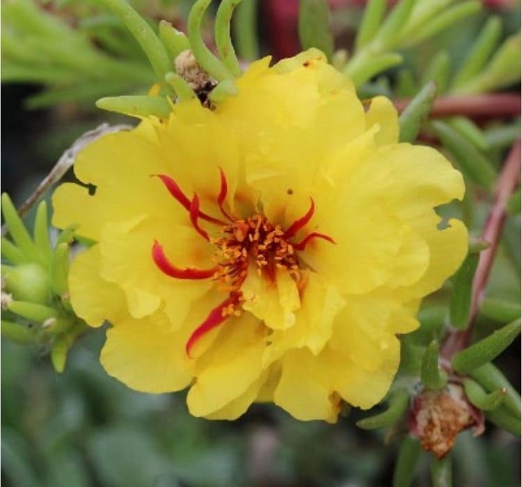 ipek-cicegi-lemon-3-cicek-tohumlari-75df8fe