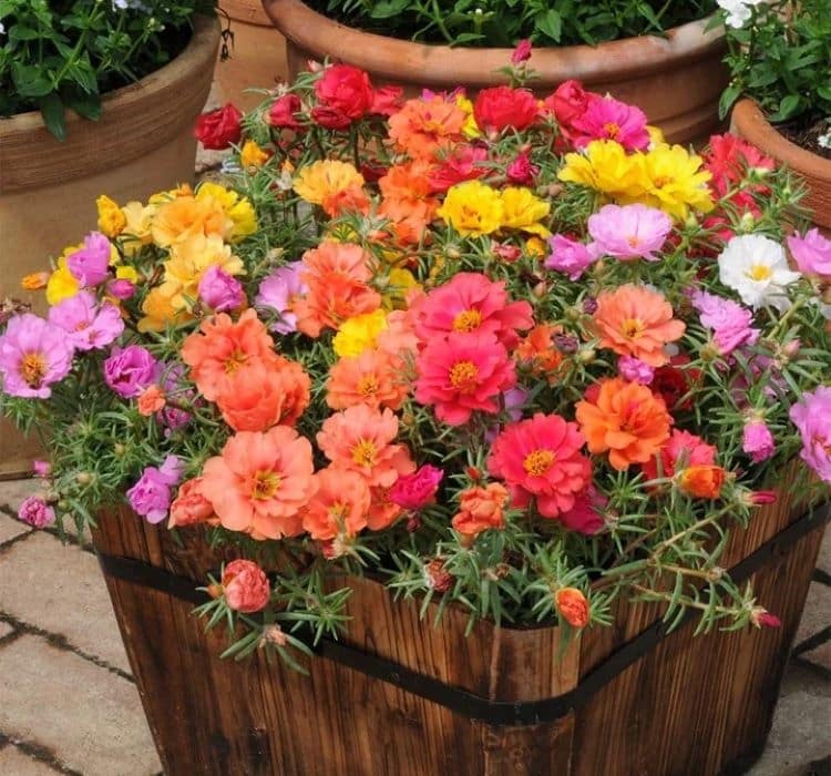 ipek-cicegi-mix-2-cicek-tohumlari-c1e153b