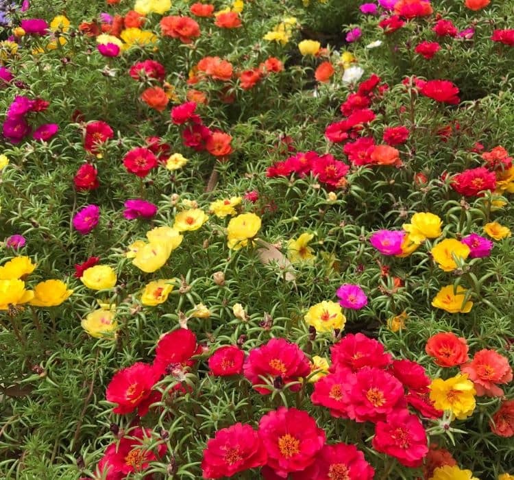 ipek-cicegi-mix-3-cicek-tohumlari-25c299f