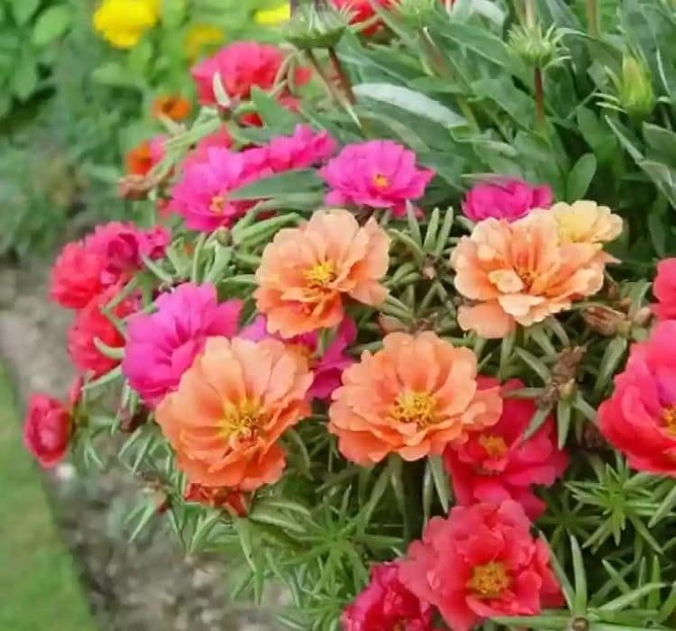 ipek-cicegi-mixa-2-cicek-tohumlari-c622a7f