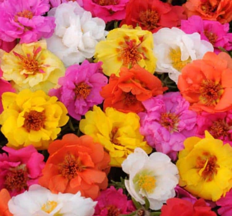 ipek-cicegi-mixa-3-cicek-tohumlari-492bb23