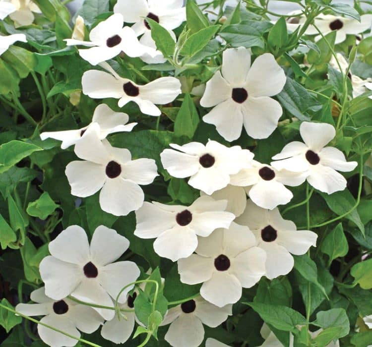 karagozlu-suzan-beyaz-2-cicek-tohumlari-a5f3c05