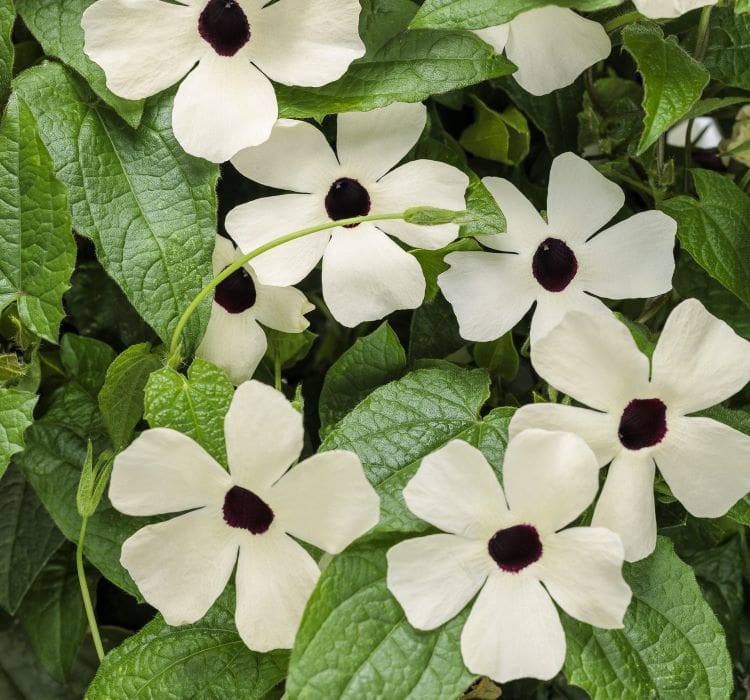 karagozlu-suzan-beyaz-3-cicek-tohumlari-1618086