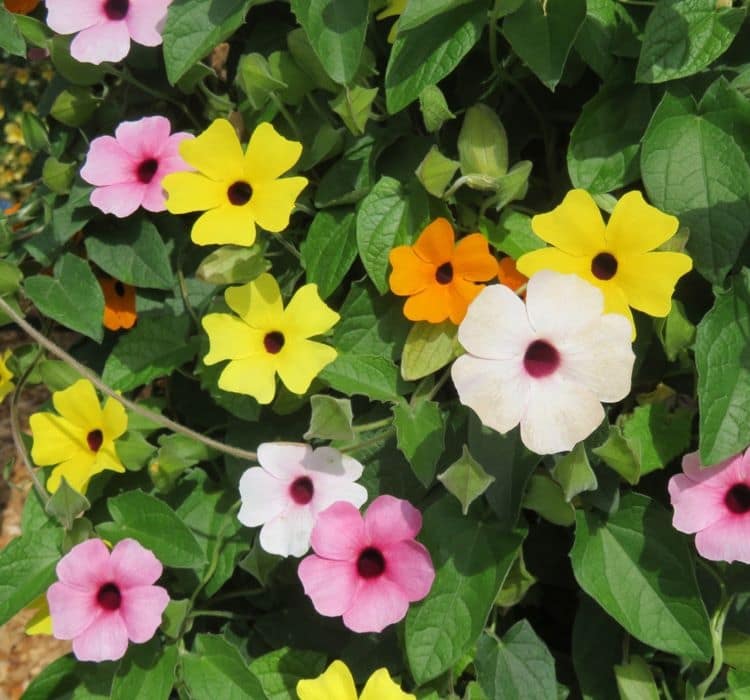 karagozlu-suzan-mix-2-cicek-tohumlari-5d2cb31