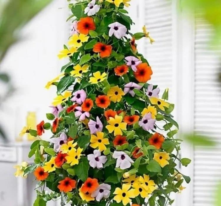 karagozlu-suzan-mix-3-cicek-tohumlari-b4a9b11