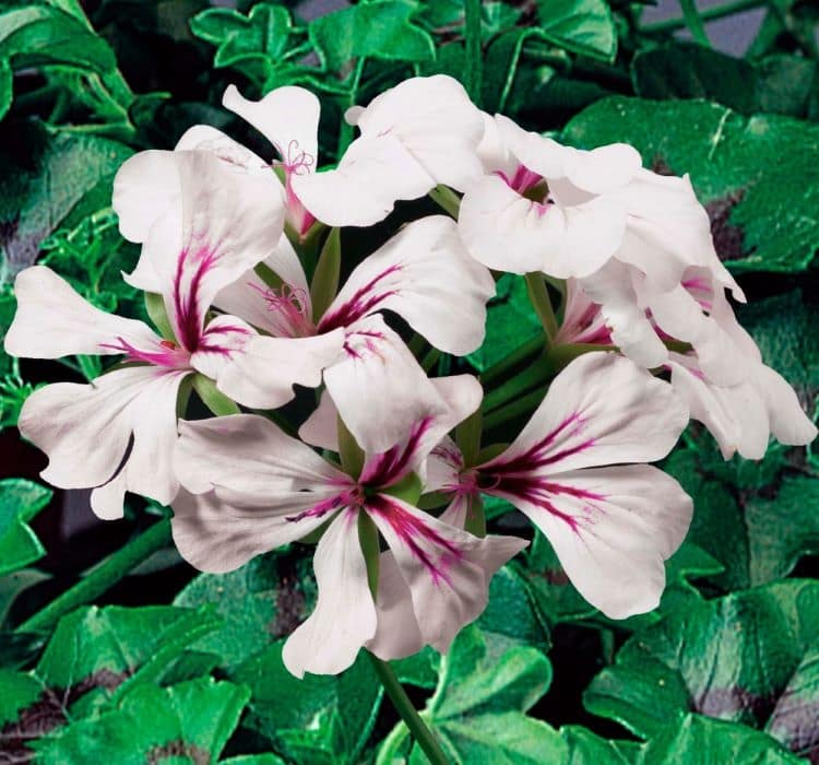 sakiz-sardunya-beyaz-2-cicek-tohumlari-04c9e39