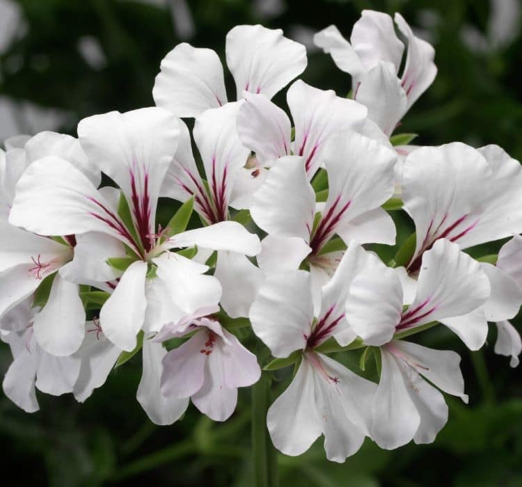 sakiz-sardunya-beyaz-3-cicek-tohumlari-67b07ac