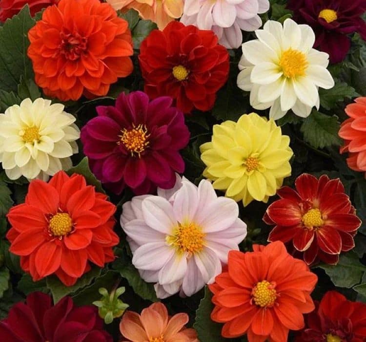 yildiz-karisik-2-cicek-tohumlari-5f22900