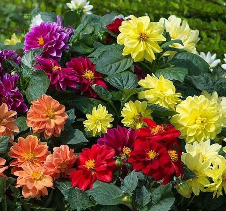 yildiz-karisik-3-cicek-tohumlari-70145a6