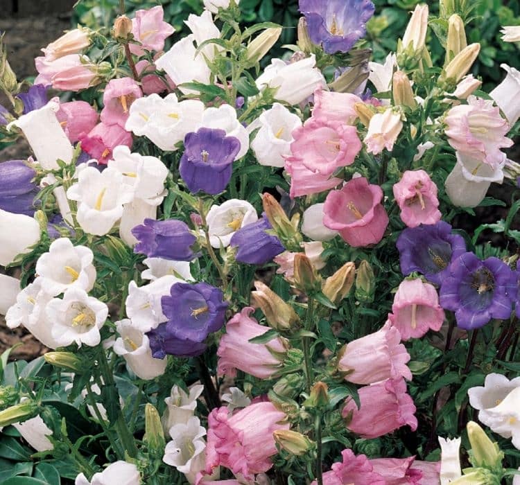 can-cicegi-2-cicek-tohumlari-e703df5