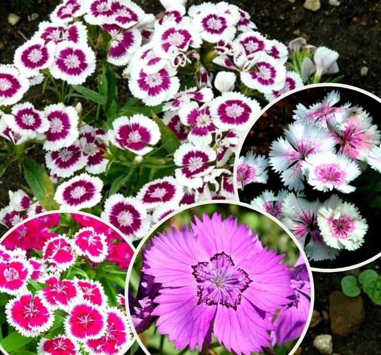 cin-karanfili-2-cicek-tohumlari-d342b77