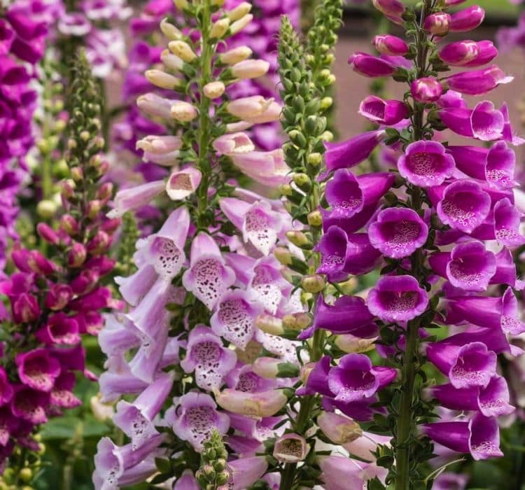 DİGİTALİS ( ÇOKLU TOHUM ) - 550 Tohum - KARIŞIK Renk