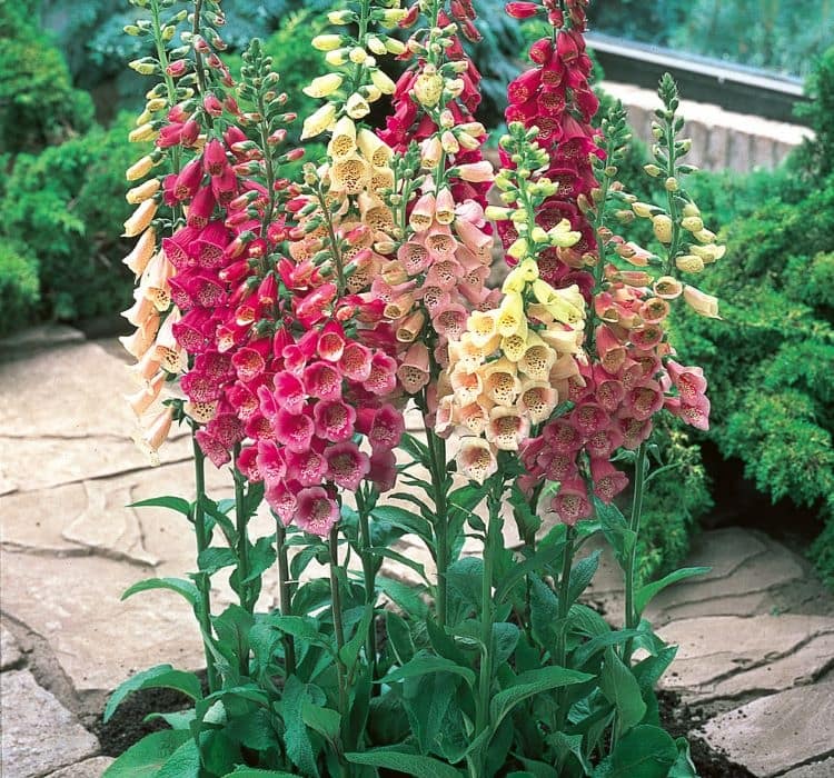 digitalis-cicegi-2-cicek-tohumlari-ac76a3c
