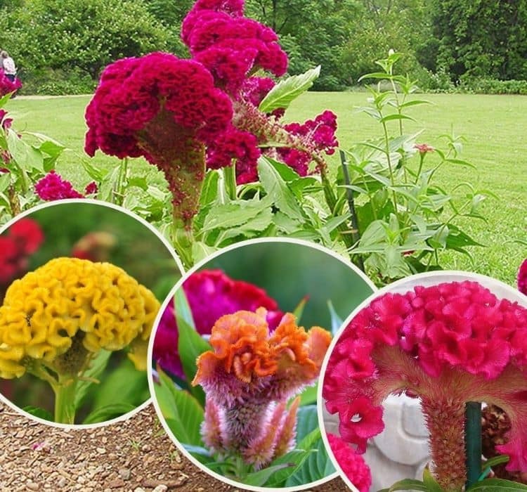 horoz-ibigi-balta-2-cicek-tohumlari-e8840af