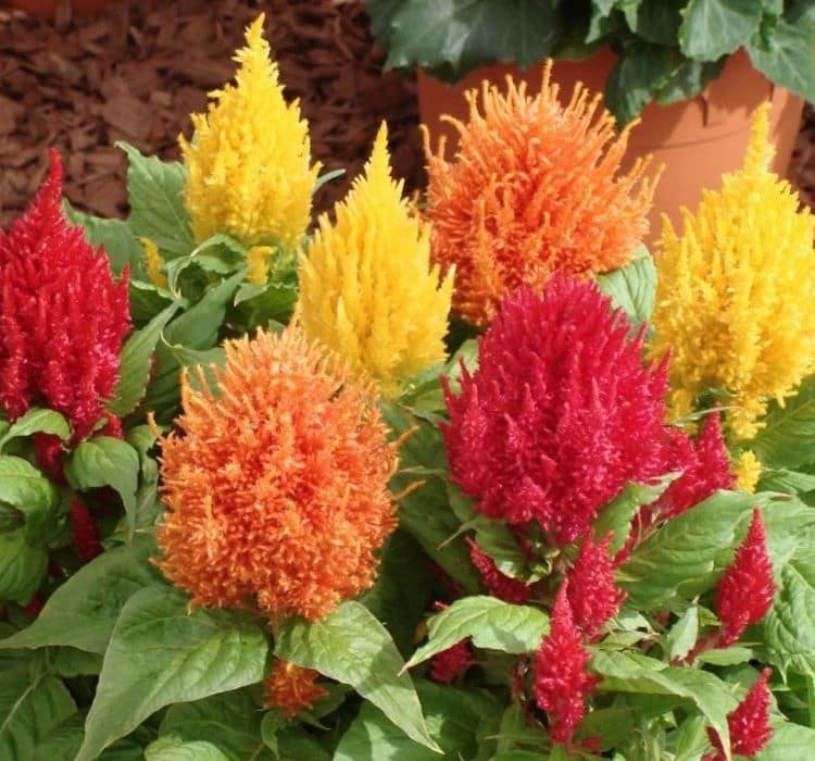 horoz-ibigi-puskul-2-cicek-tohumlari-48469fd