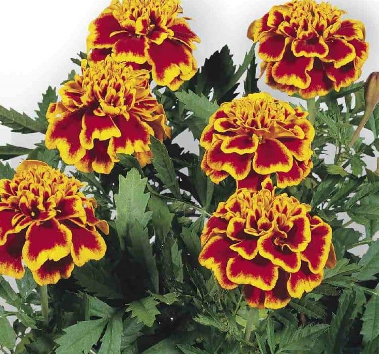 kadife-kucuk-2-cicek-tohumlari-6a68a9b