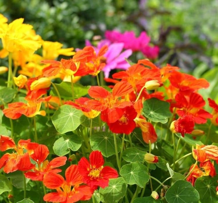 latin-cicegi-2-cicek-tohumlari-33a5a3d