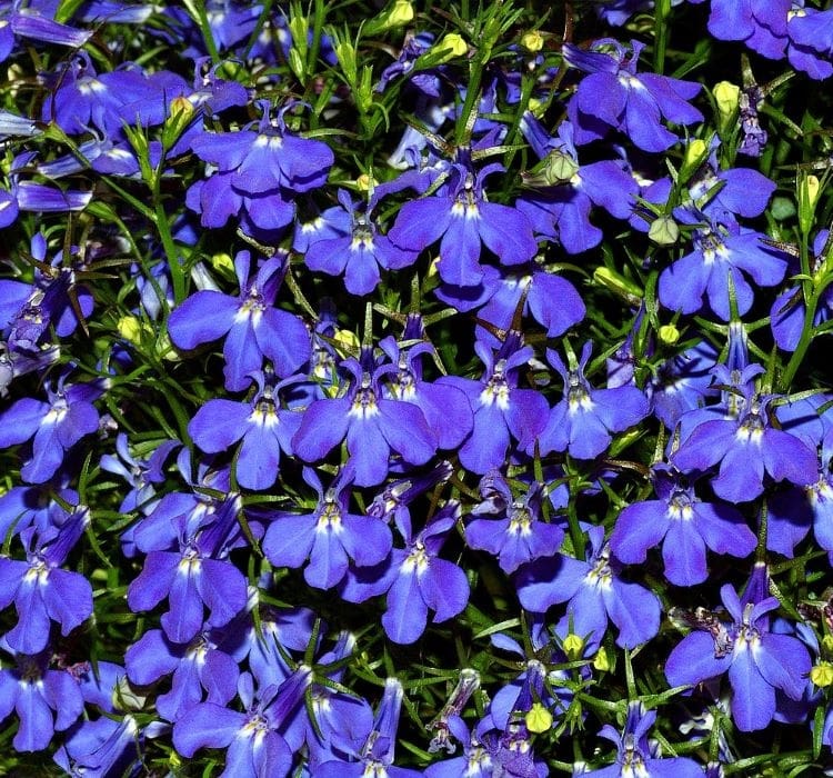 lobelya-2-cicek-tohumlari-cf2097d