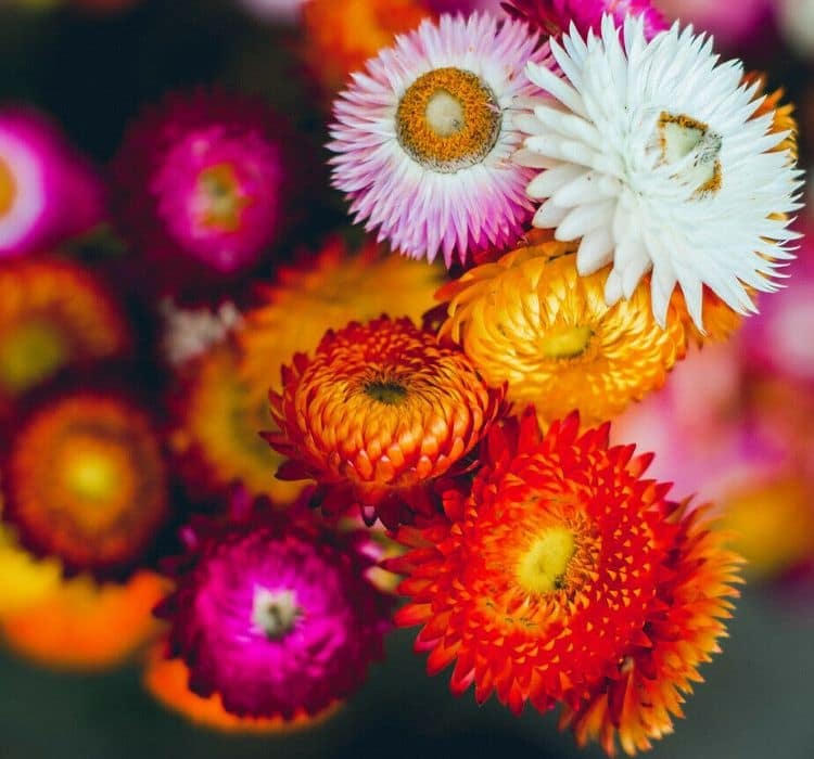 olumsuz-cicek-2-cicek-tohumlari-f6e0607