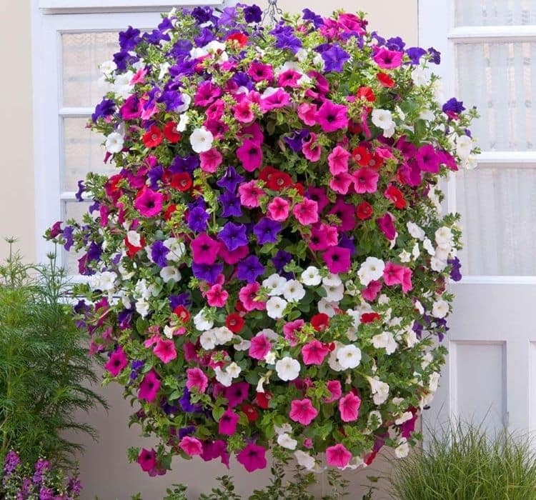 PETUNYA ( ÇOKLU TOHUM ) - 80 Tohum - KARIŞIK Renk