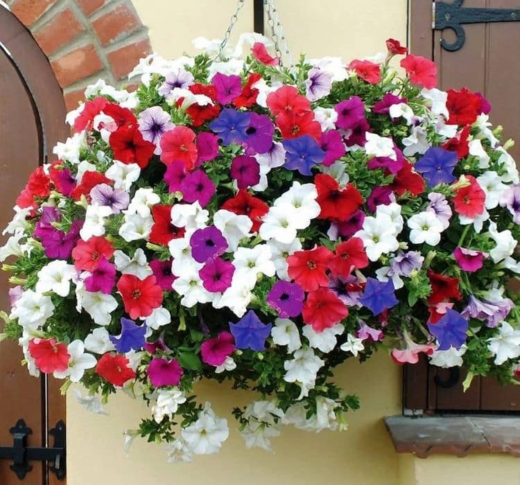 petunya-2-cicek-tohumlari-42dd64f