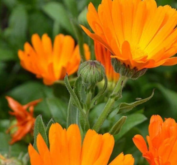 PORTAKAL NERGİSİ ( ÇOKLU TOHUM ) - 200 Tohum - KARIŞIK Renk