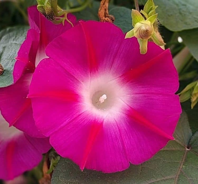 sarmasik-2-cicek-tohumlari-a420118