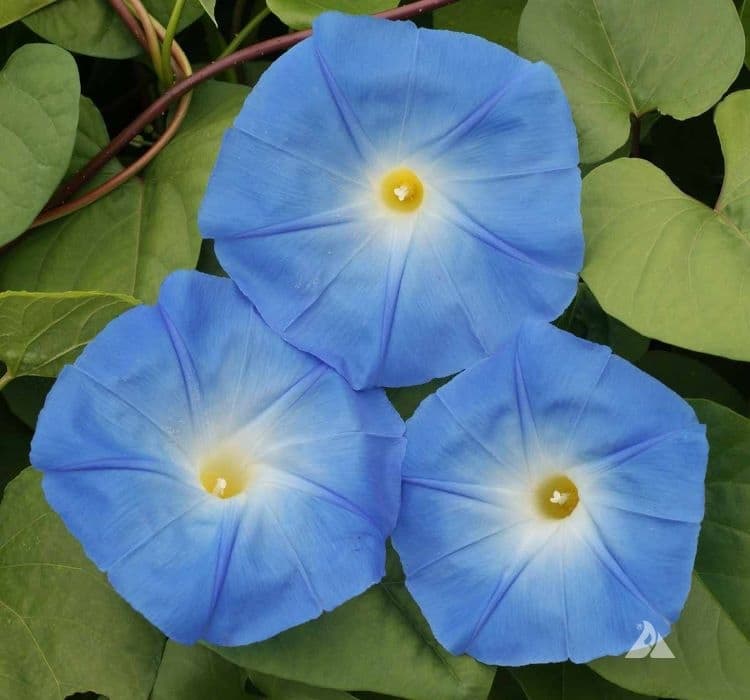 SARMAŞIK ( ÇOKLU TOHUM ) - 50 Tohum - MAVİ Renk