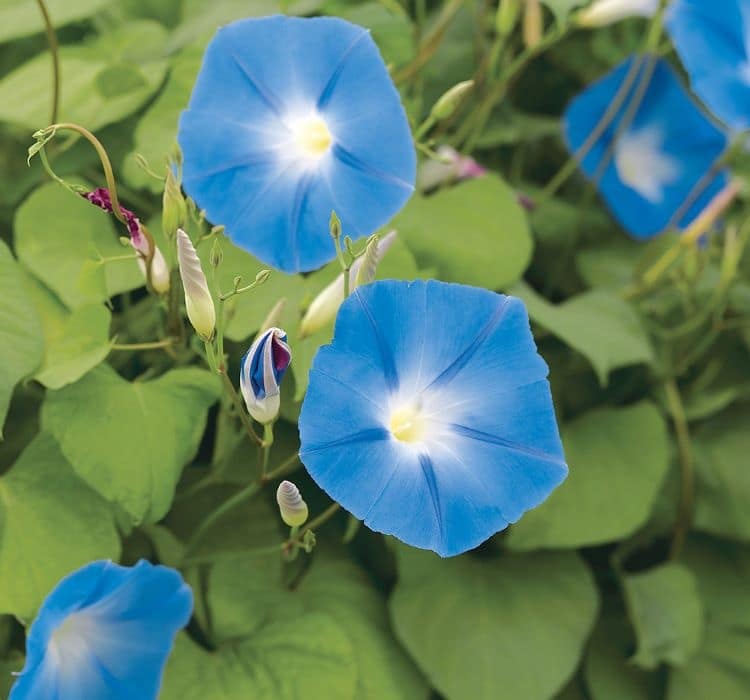 sarmasik-mavi-2-cicek-tohumlari-b333299